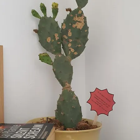 Cactus - New 3bd 2br *