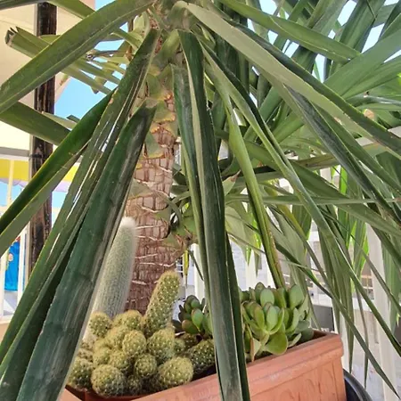 Cactus - New 3bd 2br *